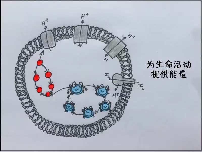 【护理科普】低血糖的“来路历程”(图6)