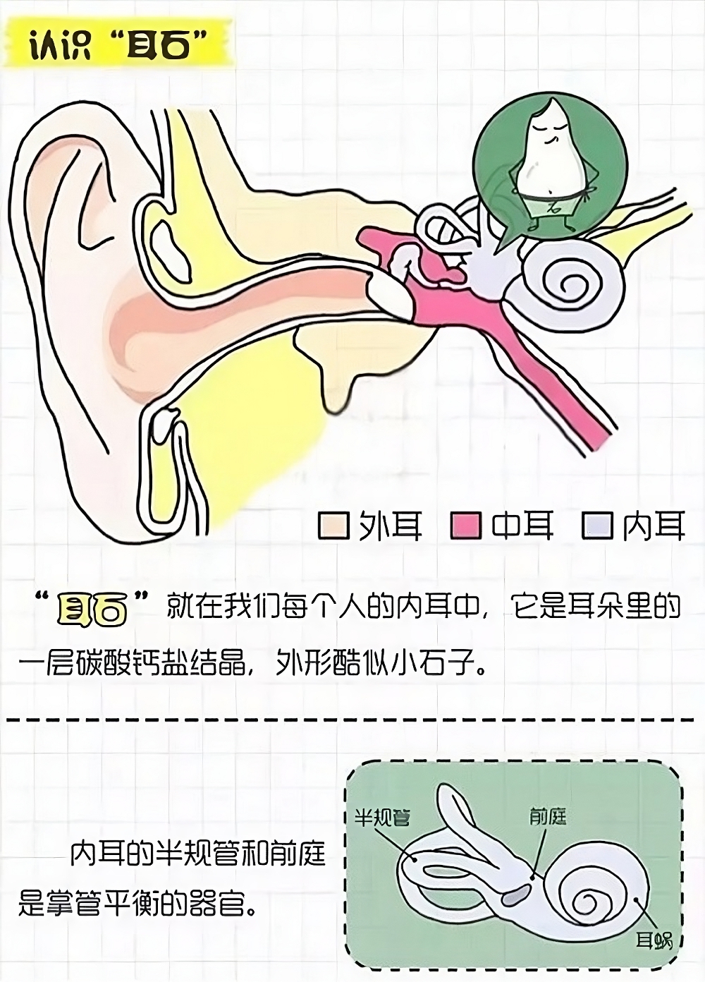 头晕目眩咋回事儿?耳朵里“石头”惹的祸(图5)
