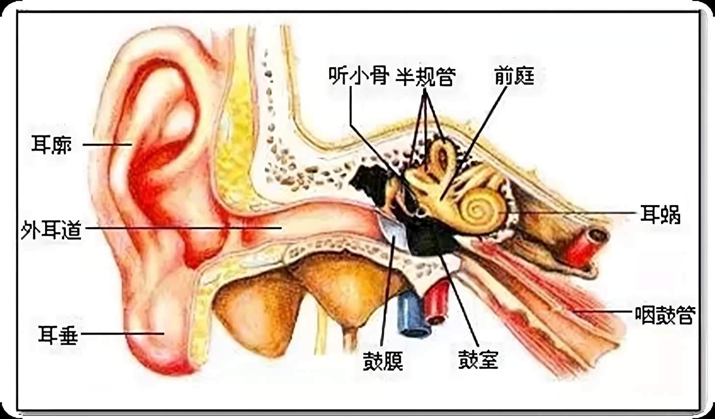 头晕目眩咋回事儿？耳朵里“石头”惹的祸(图9)