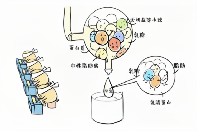 回归本能的母乳喂养(图1)