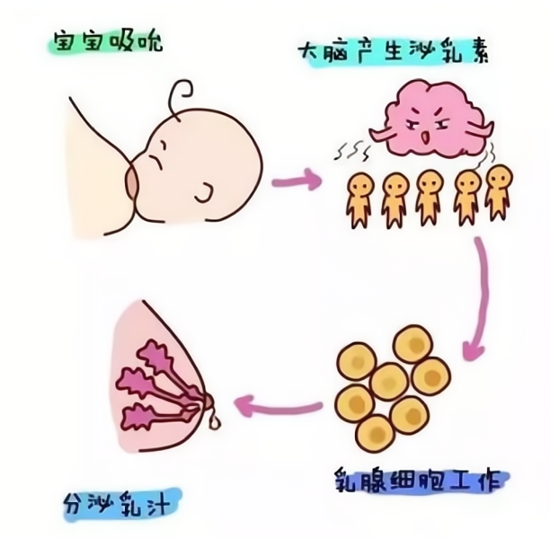回归本能的母乳喂养(图8)